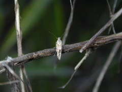 Mompha stellella