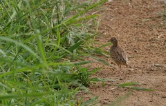 Turnix sylvaticus lepurana