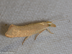 Ypsolopha alpella