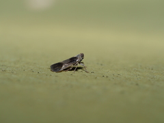 Melanoliarus dimidiatus