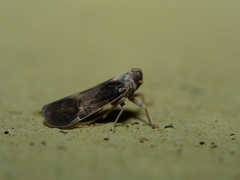 Melanoliarus dimidiatus