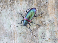 Strongylium cupreocinctum