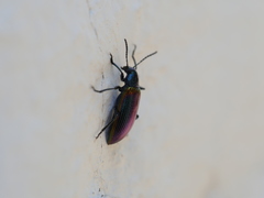 Strongylium cupreocinctum