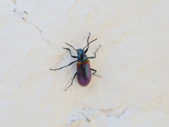 Strongylium cupreocinctum
