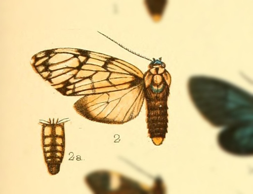 Theages leucophaea