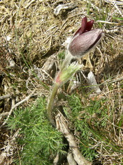 Pulsatilla rubra