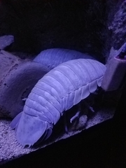 Bathynomus giganteus