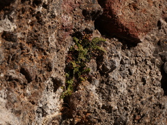 Asplenium trichomanes pachyrachis