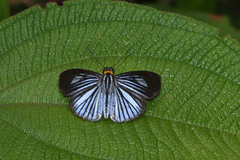 Pythonides lancea