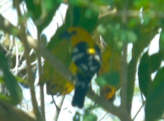 Pheucticus chrysopeplus