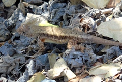 Sceloporus nelsoni