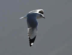 Chroicocephalus brunnicephalus