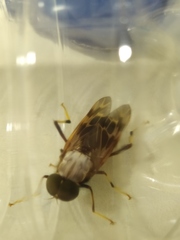 Pantophthalmus pictus