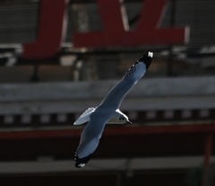 Chroicocephalus brunnicephalus