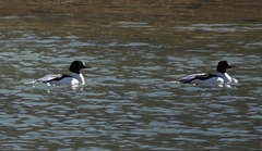 Mergus merganser