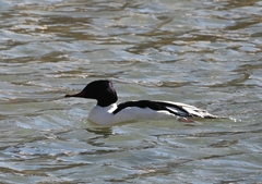 Mergus merganser
