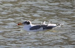 Ichthyaetus ichthyaetus