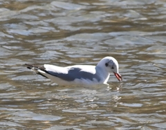 Chroicocephalus brunnicephalus