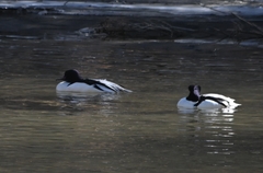 Mergus merganser