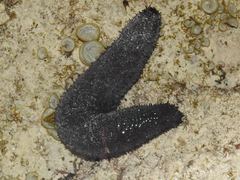 Holothuria leucospilota