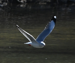 Chroicocephalus brunnicephalus