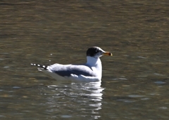 Ichthyaetus ichthyaetus