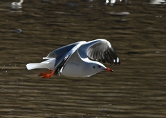 Chroicocephalus brunnicephalus