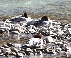 Mergus merganser