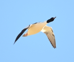 Mergus merganser