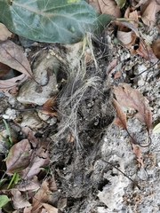 Spilogale angustifrons