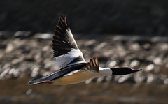 Mergus merganser