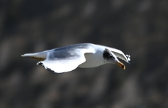 Ichthyaetus ichthyaetus