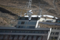 Ichthyaetus ichthyaetus