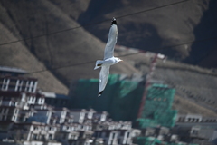 Ichthyaetus ichthyaetus