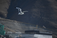 Ichthyaetus ichthyaetus