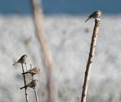 Linaria flavirostris