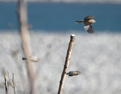 Linaria flavirostris