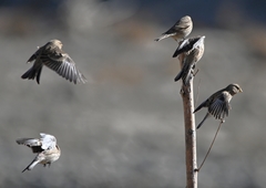 Linaria flavirostris