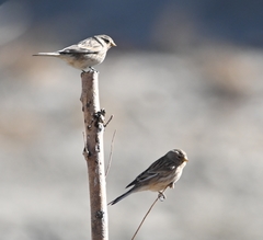 Linaria flavirostris