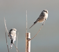 Linaria flavirostris