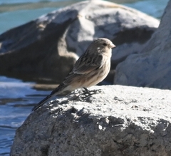 Linaria flavirostris