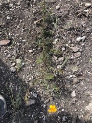 Dyssodia tagetiflora