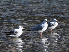 Chroicocephalus brunnicephalus