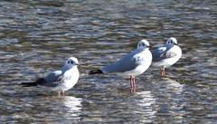 Chroicocephalus brunnicephalus