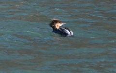 Mergus merganser