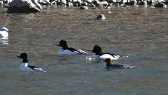 Mergus merganser