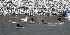Mergus merganser