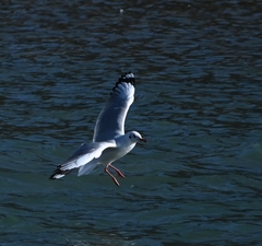 Chroicocephalus brunnicephalus