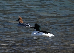 Mergus merganser