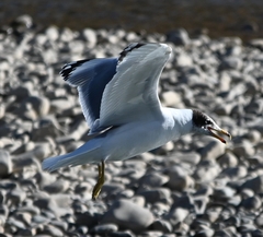 Ichthyaetus ichthyaetus